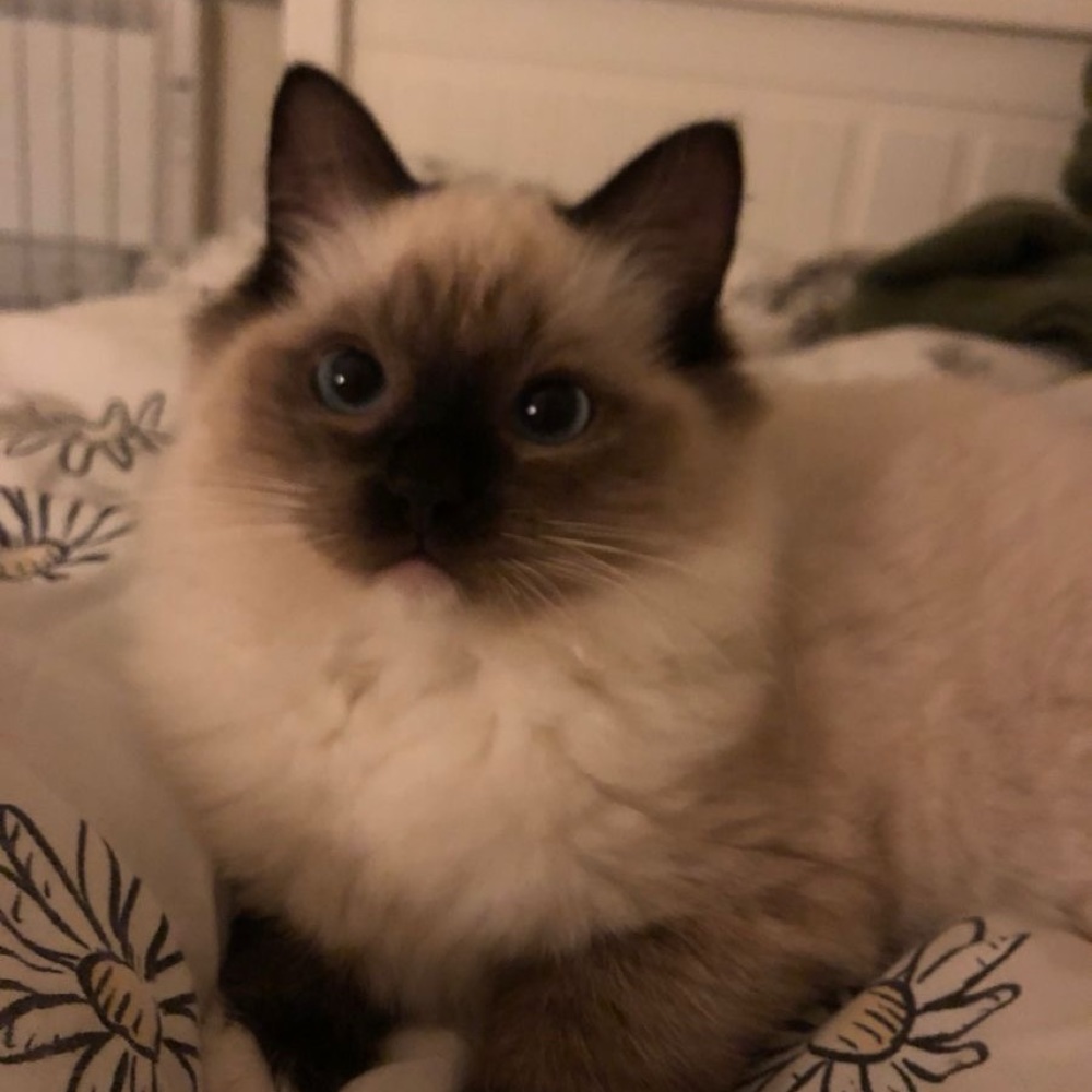 Meet your Posher, Brynleigh